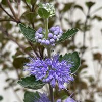 キキョウ,ダンギク,ユウゼンギク,ナンテンハギ,山野草の画像