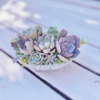 グリーンネックレス,ピンクプリティ,南十字星,舞乙女,多肉植物いろいろの画像