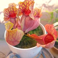 エキナセア,ペンタス,サラセニア、,セイロンライティア,つぼみ！！の画像