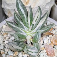 象牙子宝,ガステリアの画像