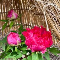 フジ,ボタン,枝垂れ梅,白梅,枝垂れ桜の画像