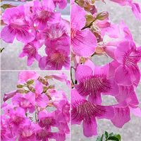 ノウゼンカズラ,ノウゼンカズラ,ポドラネア ブリーセイ,ポドラネア ブリーセイ,ピンクノウゼンカズラの画像