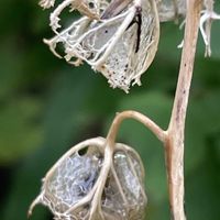 ホタルブクロ,花壇,ガーデニング,山野草,キキョウ科の画像