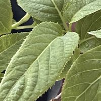 マタタビ,花壇,ガーデニング,山野草,樹木の画像