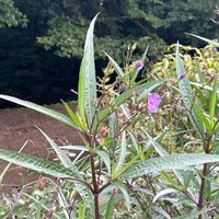 ヤナギバルイラソウの画像