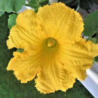 カボチャ（南瓜）,グリーンカーテン,ベランダ園芸,花と緑に癒される,ヒタミンカラ−の画像