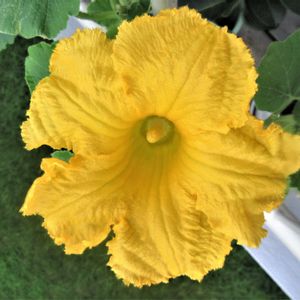 カボチャ（南瓜）,グリーンカーテン,ベランダ園芸,花と緑に癒される,ヒタミンカラ−の画像