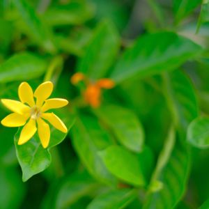 クチナシ,キバナクチナシ,タヒチクチナシ　カリナータ,散歩道,黄色の花の画像
