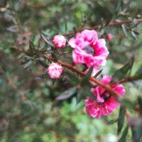 シークワーサー,ギョリュウバイ,植中毒,レモンの木,植物大好きの画像