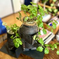 ピレア,ピレア ヌンムラリフォリア,フィカス プミラ サニーホワイト,ブリキの植物鉢,ブリッキーの画像