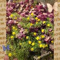 カリシア,リトルチュチュ,観察,癒される,咲いてくれてありがとう❤の画像