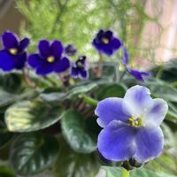 セントポーリアの画像