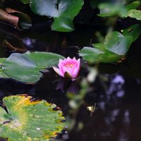 スイレンの画像