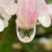 アベリア,お出かけ先にて,雨上がりの出来事の画像
