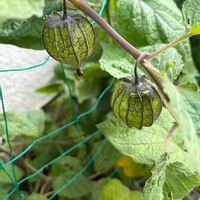 レタス,レタス,サラダ菜,サラダ菜,食用 ほおずきの画像