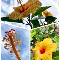 ガザニア,キク,クジャクサボテン,ツワブキ,ナスの画像