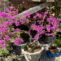 エボルブルス,アメリカンブルー,アメリカンブルー,ブーゲンビリア,ジャスミンの画像