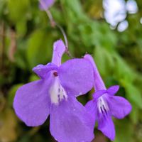 ストレプトカーパス,鉢植え,お花のある暮らし,小さな庭,その他エクステリアの画像