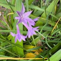 ツルバキアの画像