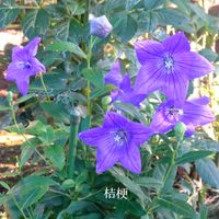 キキョウ,ヤナギバルイラソウ,ノボタン コートダジュール,孔雀草,クジャクアスターの画像