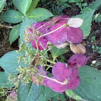 ガクアジサイの画像