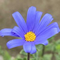 ブルーデージー,キュンキュン乙女倶楽部,キュンキュン乙女倶楽部No.243,美しく青きドヨウ,しあわせ運べるようにの画像