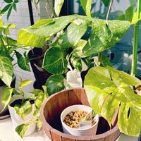 モンステラ,斑入りモンステラ,成長記録,成長中,剪定の画像