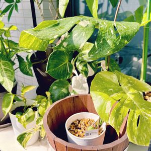 モンステラ,斑入りモンステラ,成長記録,成長中,剪定の画像