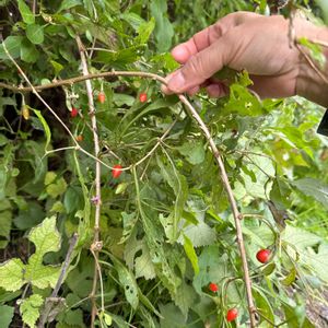 ミニトマトの画像