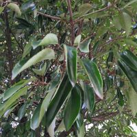 サンゴジュの画像