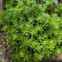 セダム,タツナミソウ,ヨメナ,ヨモギ,シラカシのどんぐりの画像