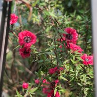 ギョリュウバイの画像