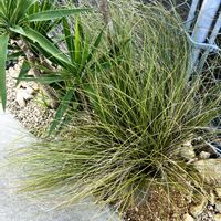 カレックス,ユッカ,カレックス フロステッドカール,ドライガーデン,庭の画像