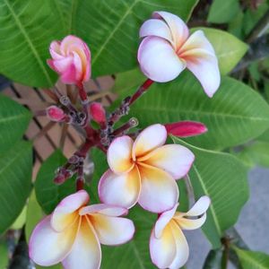 プルメリア,プルメリア サンバリーナ,鉢植え,花のある暮らし,ピンクのお花の画像