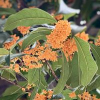 キンモクセイ,金木犀,千里香,iPhone撮影,オレンジ色の画像