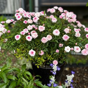 ミニバラ　マリリン,バラ 鉢植え,賃貸ガーデニングの画像