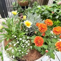 かすみ草,イングリッシュラベンダー,ベルギーマム,見元園芸,ネット販売の画像