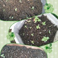 パンジー,よく咲くスミレ,ゴデチア,パンジーシャロンジャイアント,芽吹きの画像