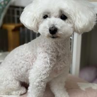 シュガーバイン,ロータス コットンキャンディ,クローバー　ティントワイン,ミルフル・アンティークフリル,ビオラ ミルフルの画像