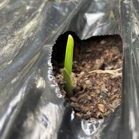 キョウチクトウ,ニンニク,ホワイト6片,キョウチクトウ科,今月もよろしくお願いしますの画像