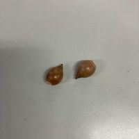 シラカシの画像