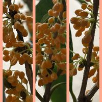 キンモクセイ,ストレプトカーパス,ホトトギス,リプサリス,花梨の実の画像