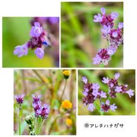 ヤナギハナガサ,ヤナギハナガサ,アレチハナガサ,アレチハナガサ,柳花笠(三尺バーベナ)の画像