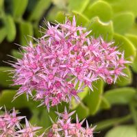 オオベンケイソウの画像