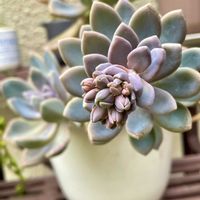 朧月,朧月,星の王子,クラッスラ 属,多肉植物の画像