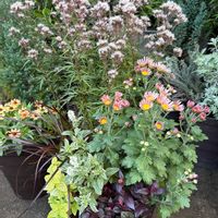 アルテルナンテラ,ハニーサックル,ゴールデンハニーサックル,スプレーマム,パープルファウンテングラスの画像