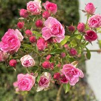 シノグロッサム,シロタエギク,オレガノ ケントビューティー,マイクロミニバラ,マイクロミニバラの画像