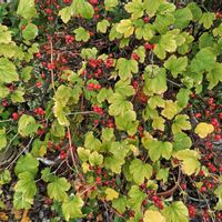 山椒,ヤブサンザシ,庭木,山野草,赤い実の画像