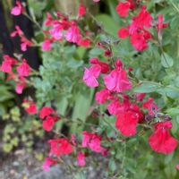 セージ,チェリーセージ,ハーブの画像