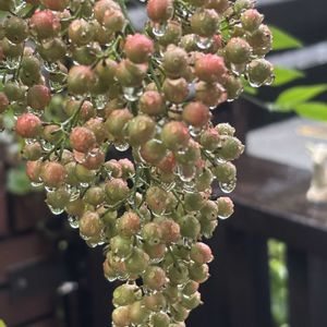 ナンテン,レンガ,南天の実,木製フェンス,雨粒を纏って、、、の画像